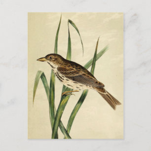 Vintage Sumpfschwalbe Postkarte