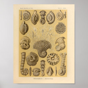 Vintage Talamophora Farbe Ernst Haeckel Druck Poster