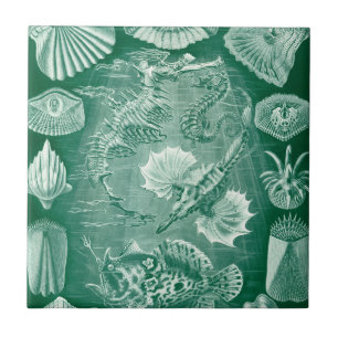 Vintage Teleostei-Schalen und Fische von Ernst Hae Fliese