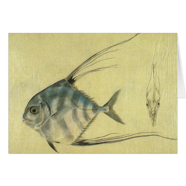Vintage Threadfin Trevally, afrikanischer Pompano  (Vorderseite (Horizontal))