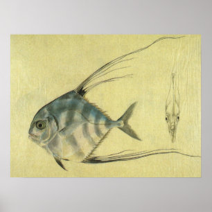 Vintage Threadfin Trevally, afrikanischer Pompano  Poster