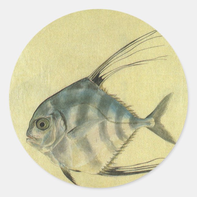 Vintage Threadfin Trevally, afrikanischer Pompano  Runder Aufkleber (Vorderseite)