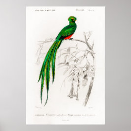Vintage Tierdarstellung eines Pavoninquetzals Poster