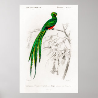Vintage Tierdarstellung eines Pavoninquetzals Poster