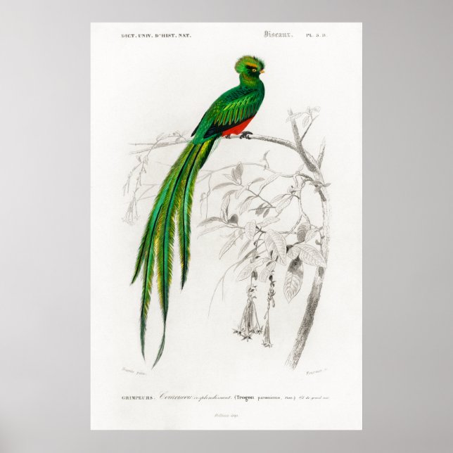 Vintage Tierdarstellung eines Pavoninquetzals Poster (Vorne)