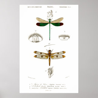 Vintage Tierdarstellung von Libellen Poster