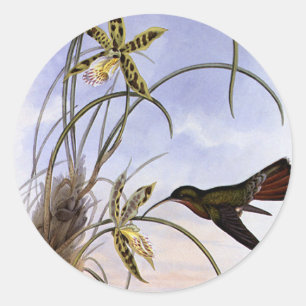 Vintage Tiere, Hummingbird Bird Orchid-Blume Runder Aufkleber