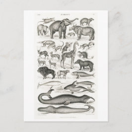 VINTAGE TIERKARTE POSTKARTE