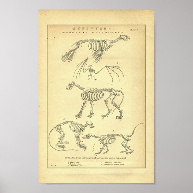 Vintage Tierskelette drucken Poster (Vorne)