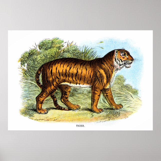 Vintage Tiger Animal Illustration Poster (Vorne)