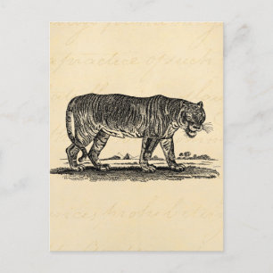 Vintage-Tiger-Illustration - 1800er Tiger Afrikani Postkarte