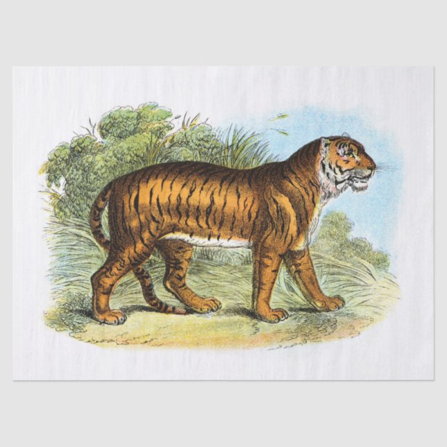 Vintage Tiger-Illustration Seidenpapier (Vorderseite)