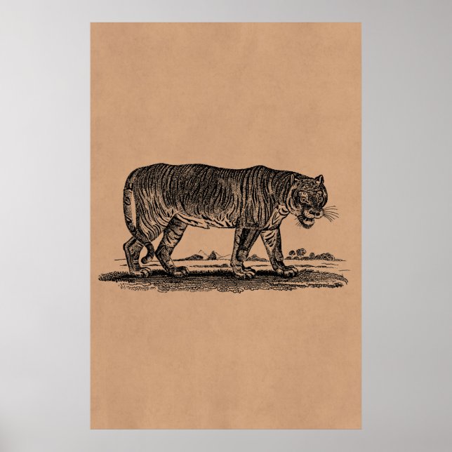 Vintage Tiger-Illustration - Tiger Afrikaner des 1 Poster (Vorne)