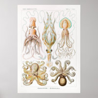 Vintage Tintenfisch-/Kraken-Illustration