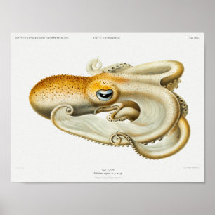 Vintage Tintenfisch-/Kraken-Illustration Poster