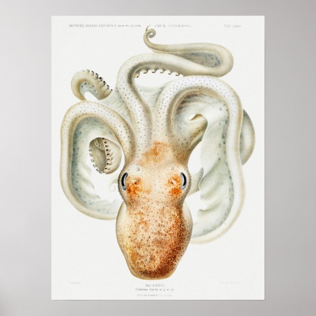 Vintage Tintenfisch-/Kraken-Illustration Poster (Vorne)