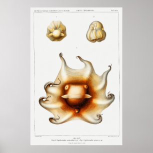 Vintage Tintenfisch-/Kraken-Illustration Poster