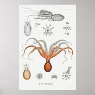 Vintage-Tintenfisch/Oktopus-Illustration Poster