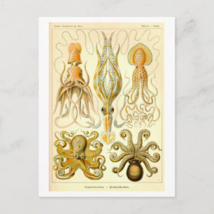 Vintage-Tintenfisch- und Oktopus-Illustration Postkarte