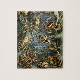 Vintage Toads und Frogs Batrachia von Ernst Haecke