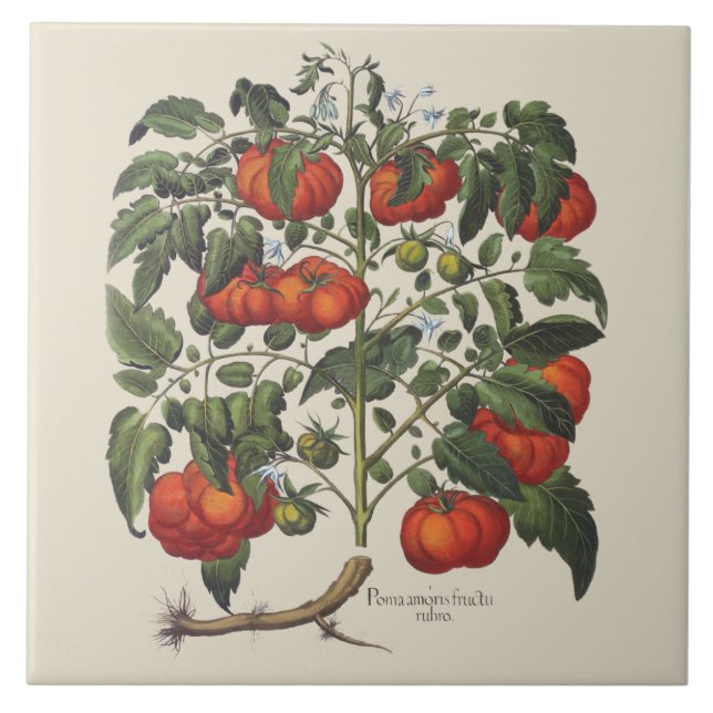 Vintage Tomate-Druck-Fliese Fliese (Vorderseite)