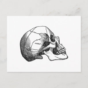 Vintage-Totenkopf-Profilillustration Postkarte