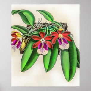 Vintage Trichocentrum Albopurpureum Orchideenblüte Poster