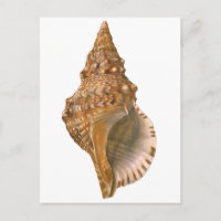 Vintage Triton Seashell Muschel, Meerestiere