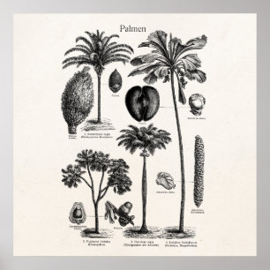 Vintage Tropische Insel Palmenbaum Vorlage Leer Poster