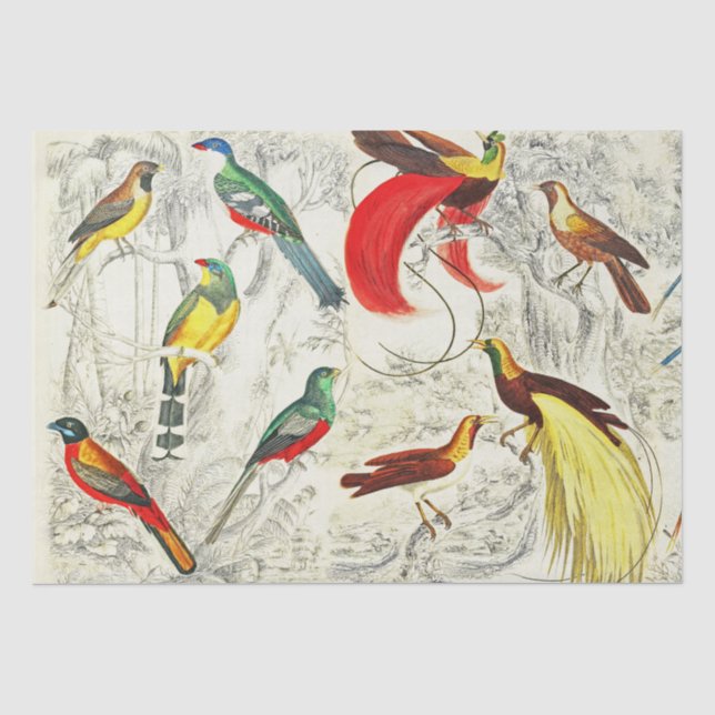 Vintage tropische Vögel im Paradies Seidenpapier (Vorderseite)