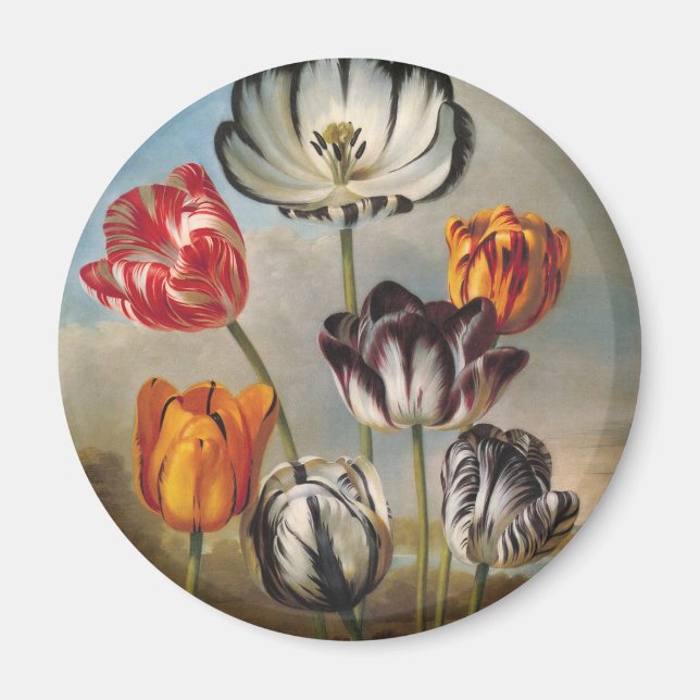 Vintage Tulip-Blume in einer Landschaft Magnet (Vorne)