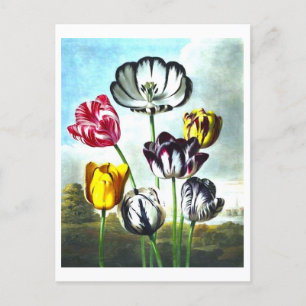Vintage Tulips Postkarte