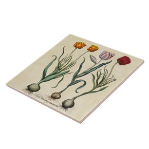 Vintage Tulpe-Illustration Fliese