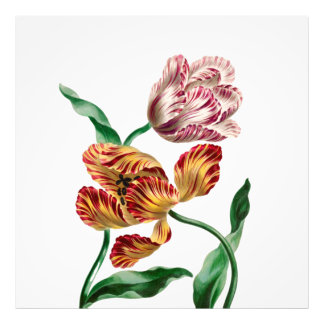 Vintage-Tulpen-Botanische-Illustration Fotodruck