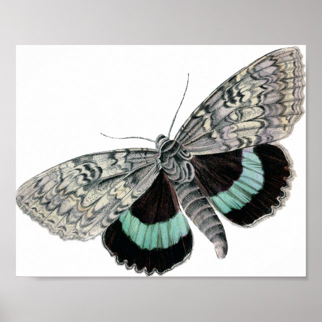 Vintage Typografische Moth-Illustration Poster (Vorne)