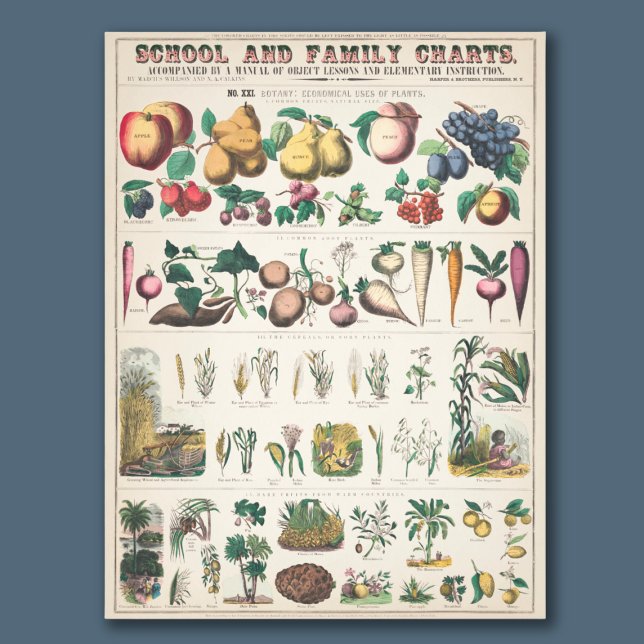 Vintage Übersicht über die botanische Bildung der  Fotodruck (This vintage chart makes a great addition to your home or classroom!)