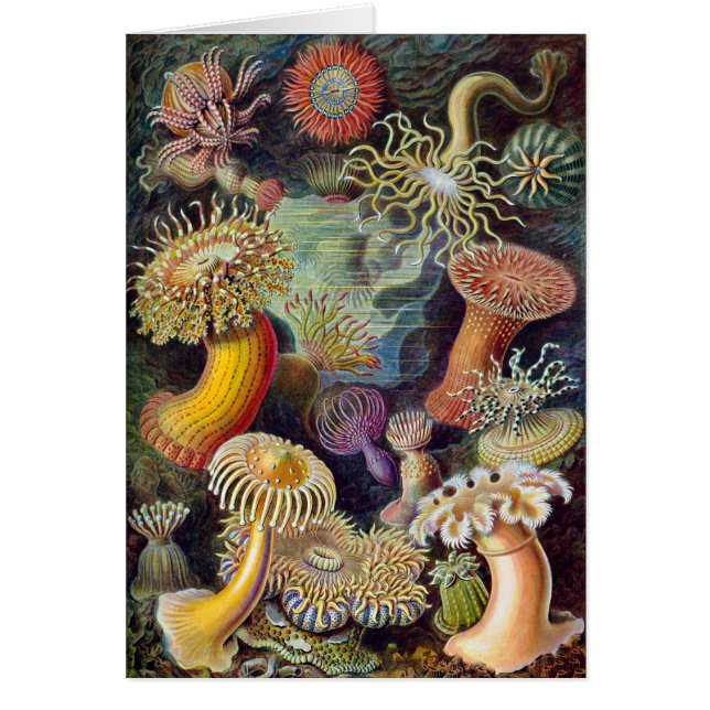 Vintage Unterwasserseelemone von Ernst Haeckel (Vorne)