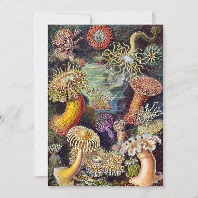 Vintage Unterwasserseelemone von Ernst Haeckel Einladung (Vorderseite)