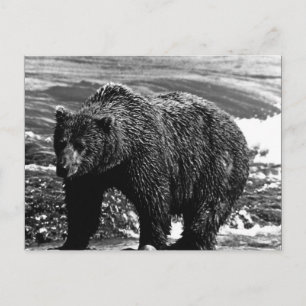 Vintage USA Alaska Braunbär Postkarte
