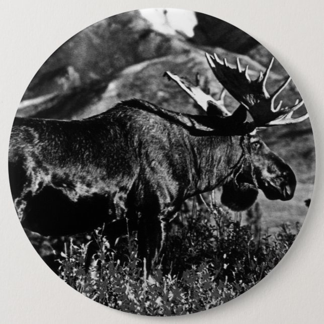 Vintage USA Alaska-Bulle Button (Vorderseite)