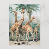 Vintage Vier Giraffen 1900er Buchillustration