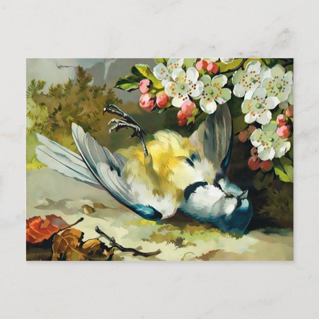Vintage Viktorianische Dead Bird Postkarte (Vorderseite)