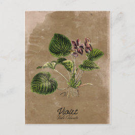 Vintage Violett-Postkarte Postkarte