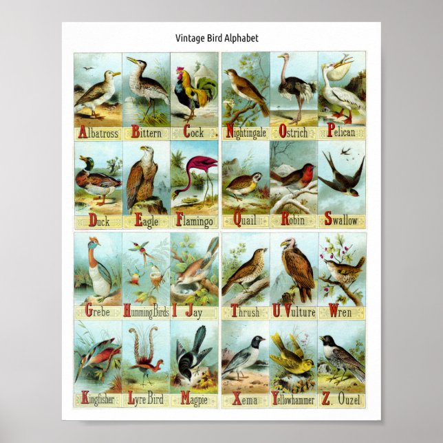 Vintage Vogel Alphabet Poster (Vorne)