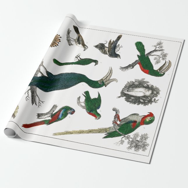 Vintage Vögel Alte Illustration Kunsttiere Geschenkpapier (Ungerollt)