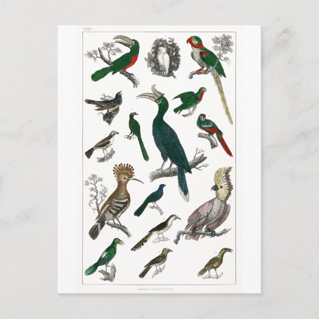 Vintage Vögel Alte Illustration Kunsttiere Postkarte (Vorderseite)