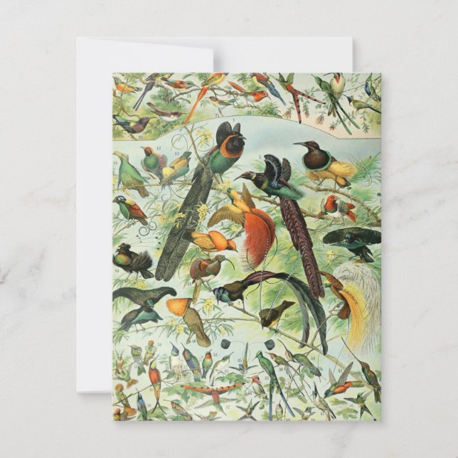 Vintage Vögel Altes Buch Illustration Kunst Tiere (Vorderseite)