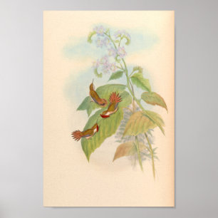 Vintage Vögel Art Bird Print Blume Poster