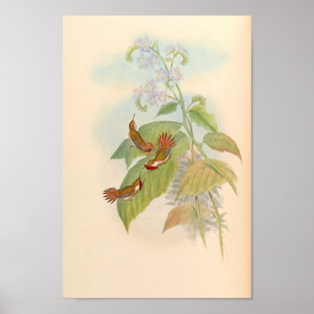 Vintage Vögel Art Bird Print Blume Poster (Vorne)