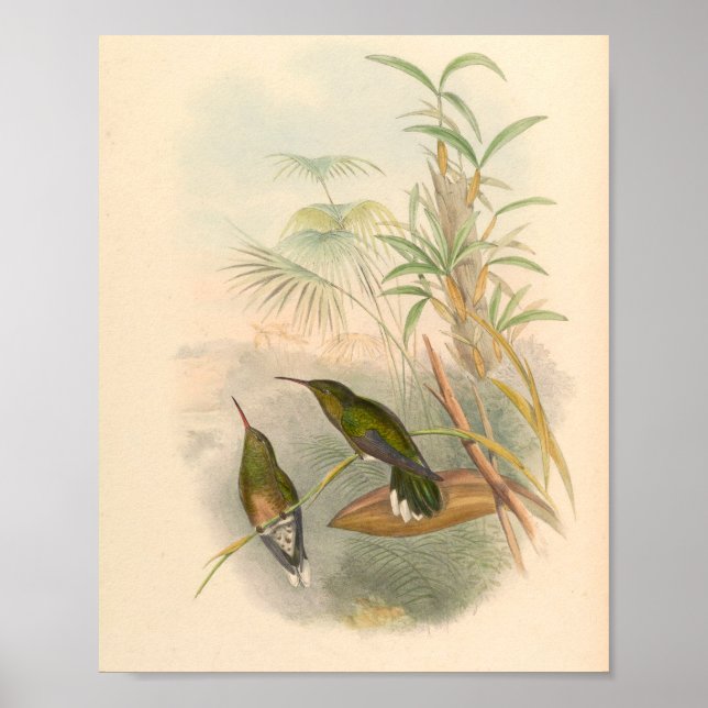 Vintage Vögel Art Bird Print Blume Poster (Vorne)